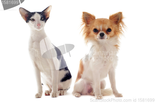 Image of oriental cat and chihuahua