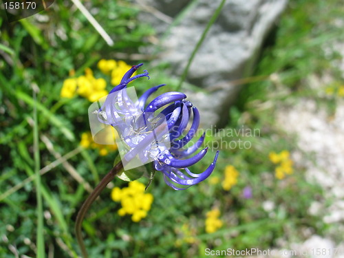 Image of Blue and yellow flowers