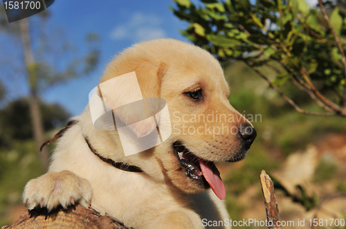 Image of puppy labrador retriever