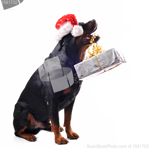 Image of rottweiler, gift and woman