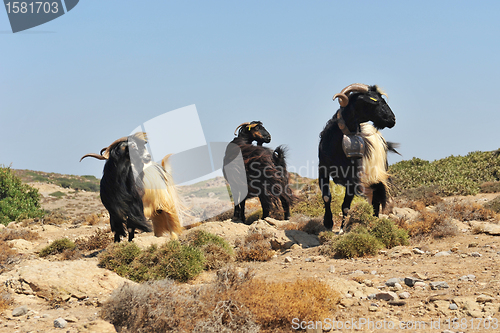 Image of goatee and goat with bell