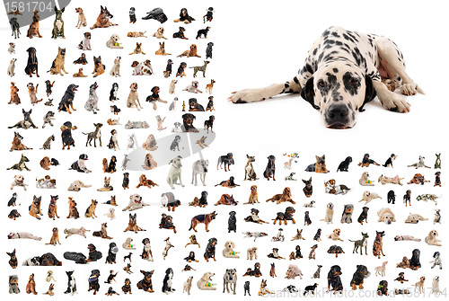 Image of group of dogs and dalmatian