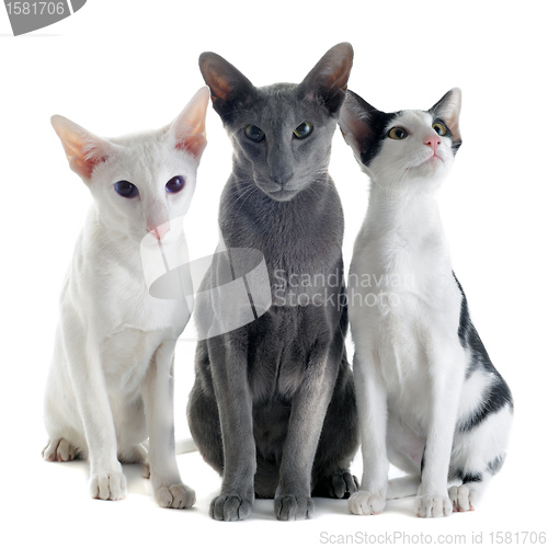 Image of three oriental cats