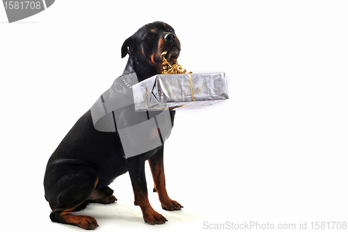 Image of rottweiler and gift