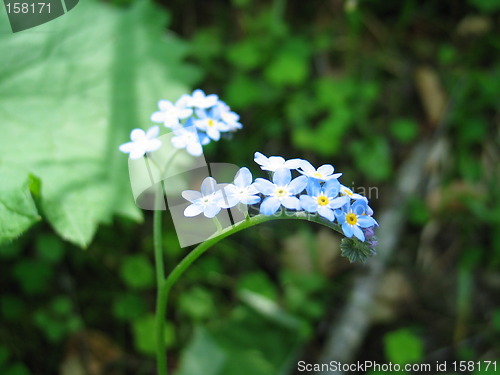 Image of Blue flowers