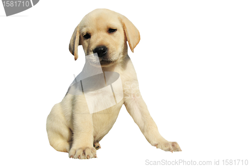 Image of puppy labrador retriever