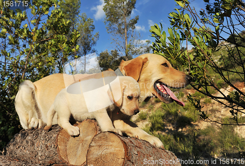 Image of labrador puppy and adult