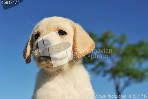 Image of puppy labrador retriever