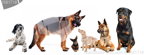 Image of group of dogs