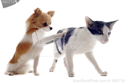 Image of oriental cat and chihuahua