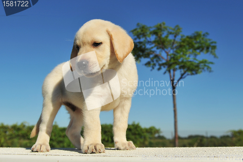 Image of puppy labrador retriever