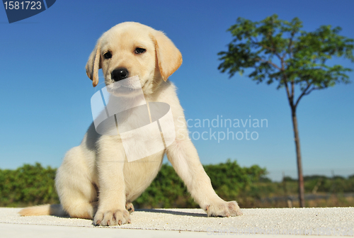 Image of puppy labrador retriever