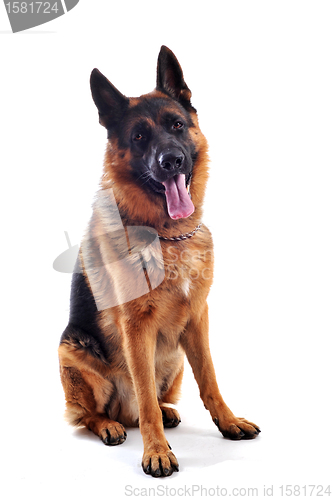 Image of german shepherd