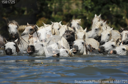 Image of herd of Camargue horses