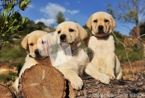 Image of puppies labrador retriever