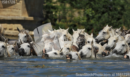 Image of herd of Camargue horses
