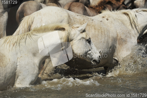 Image of herd of Camargue horses