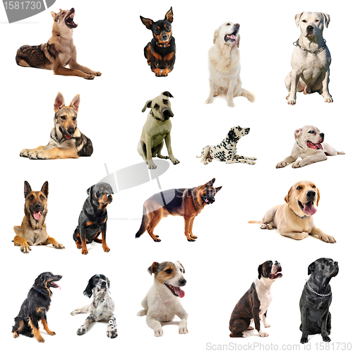 Image of dogs