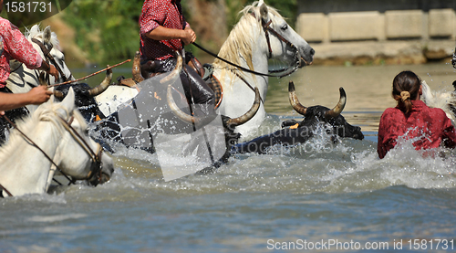 Image of bull and horses in water