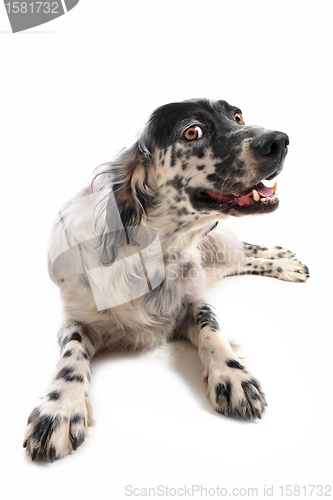 Image of english setter