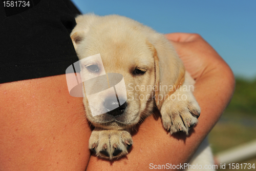 Image of puppy labrador retriever