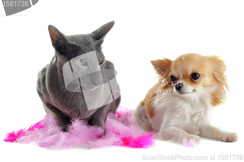 Image of oriental cat and chihuahua