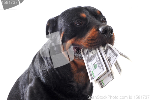 Image of rottweiler and dollars