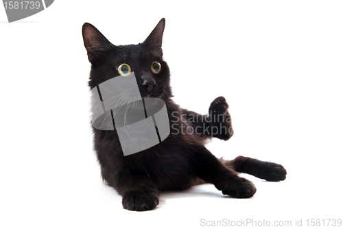 Image of black cat