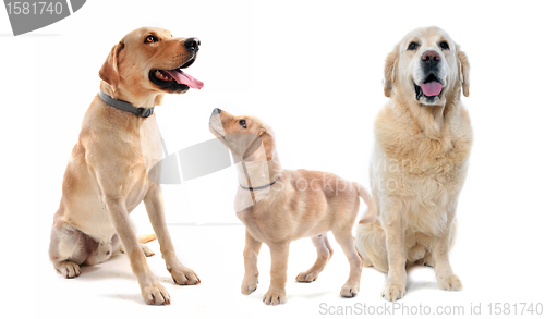 Image of labrador and golden retriever