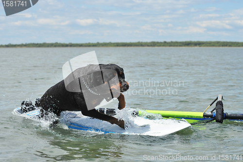 Image of rottweiler and windsurf