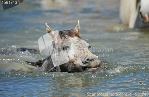 Image of Camargue foal in the water