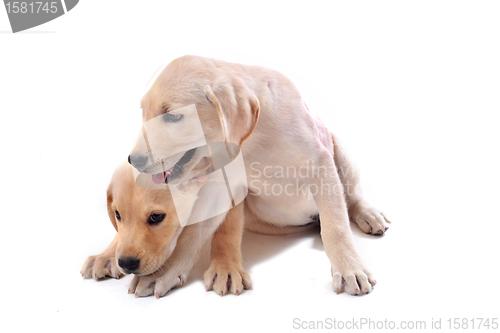 Image of puppies labrador retriever