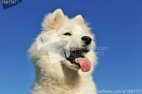 Image of puppy samoyed dog