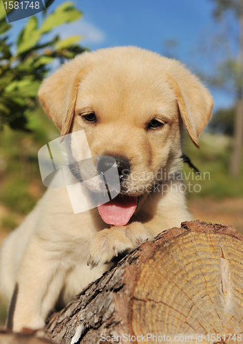 Image of puppy labrador retriever