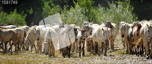 Image of herd of Camargue horses