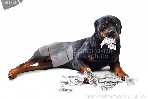 Image of rottweiler and dollars