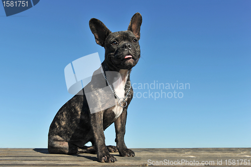 Image of puppy french bulldog