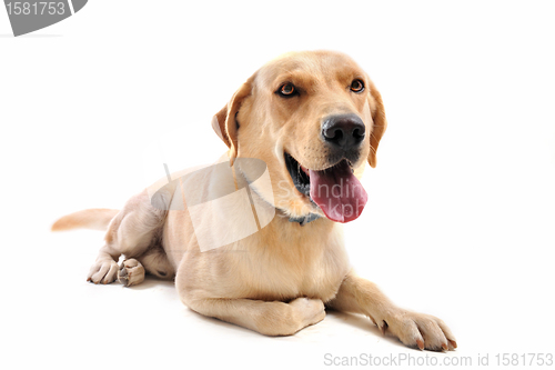 Image of labrador retriever