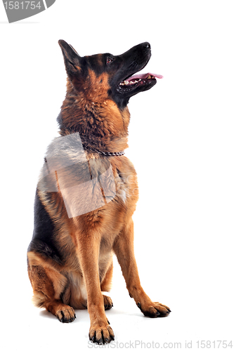 Image of german shepherd