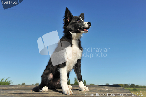 Image of puppy border collie