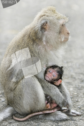 Image of Macaque monkey