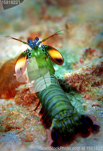 Image of Peacock mantis shrimp