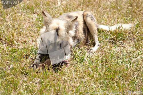 Image of cape hunting dog eating meat