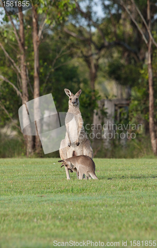 Image of eastern grey kangaroos