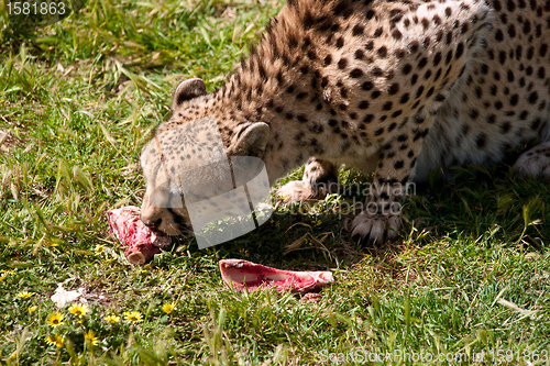 Image of cheetah eating meat