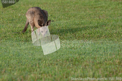 Image of eastern grey kangaroos