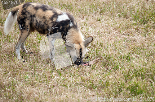 Image of cape hunting dog eating meat