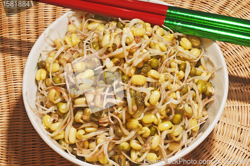 Image of soybean sprout