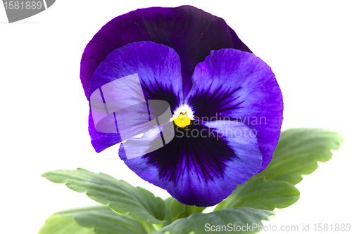 Image of blue purple pansy isolated over white 