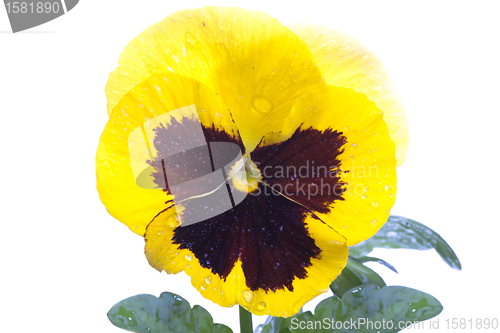 Image of yellow purple pansy isolated over white